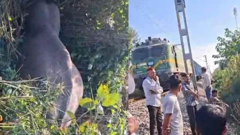 बाघ एक्सप्रेस की चपेट में आने से नर हाथी की मौत, रेलवे ट्रैक पर मचा हड़कंप