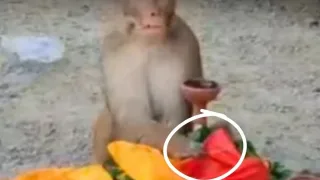 गाजीपुर: अर्थी के पास पहुंचे बंदर ने हटाया कफन, छुए पैर; वायरल वीडियो ने किया हैरान