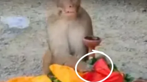 गाजीपुर: अर्थी के पास पहुंचे बंदर ने हटाया कफन, छुए पैर; वायरल वीडियो ने किया हैरान