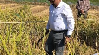 हल्द्वानी में खेत पहुंचे डीएम ललित मोहन रयाल, धान कटाई कर किसानों से किया संवाद