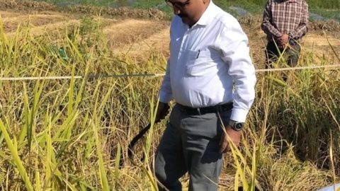 हल्द्वानी में खेत पहुंचे डीएम ललित मोहन रयाल, धान कटाई कर किसानों से किया संवाद