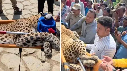 गरमपानी में घर में घुसा गुलदार, बुजुर्ग महिला ने दिखाई हिम्मत और कमरे में कर दिया बंद